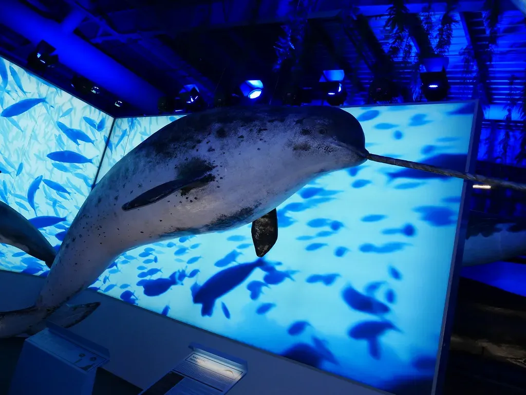 Pisces: The Narwhal (Ice Age Survivor) and the Language of Dreamy Empathy (Jes Simpson, Flickr, CC BY 2.0)