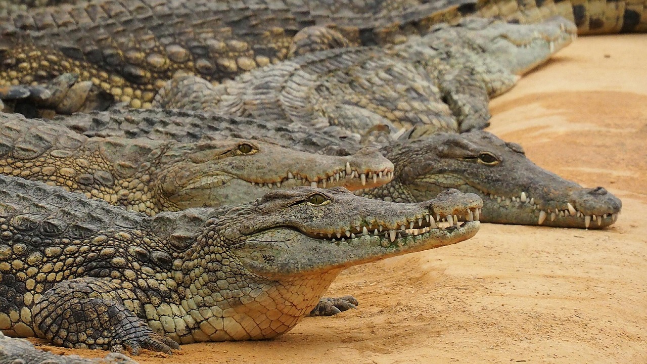 Crocodilians: Ancient Armor-Plated Survivors (Image Credits: Pixabay)