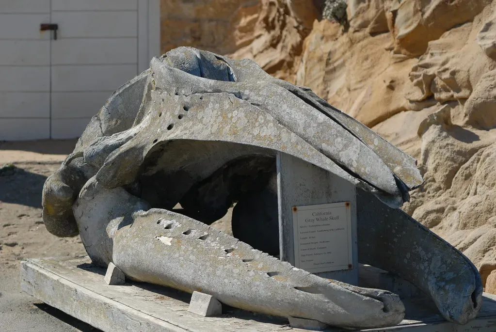 Skulls, teeth, and blowholes: how heads reveal the whale within (holisticmonkey, Flickr, CC BY 2.0)