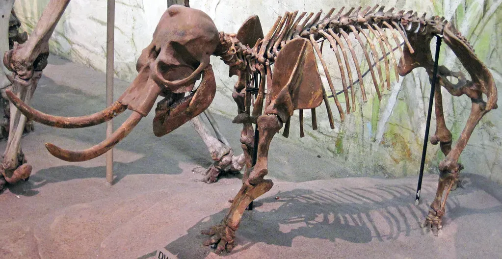 7. Dwarf mammoths of the Mediterranean – island miniatures with long last stands (James St. John, Flickr, CC BY 2.0)