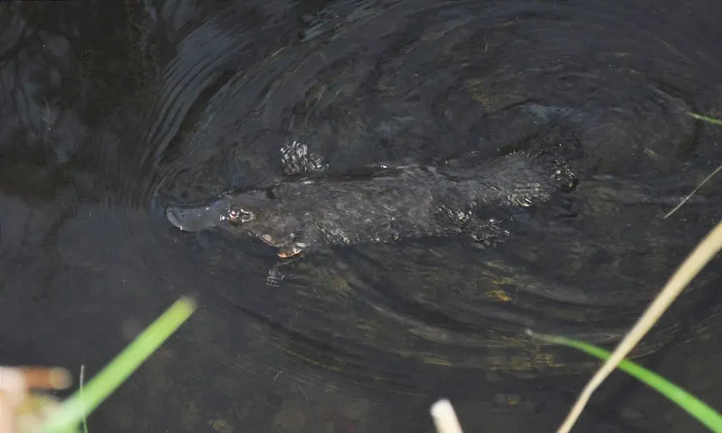 3. The Platypus: Evolution's Beautiful Mistake (CazzJj, Flickr, CC BY 2.0)