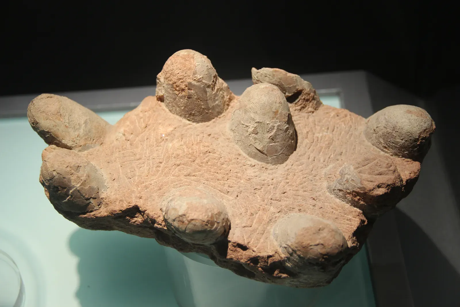 The First Dinosaur Eggs Changed Reproductive Understanding (Image Credits: Wikimedia)