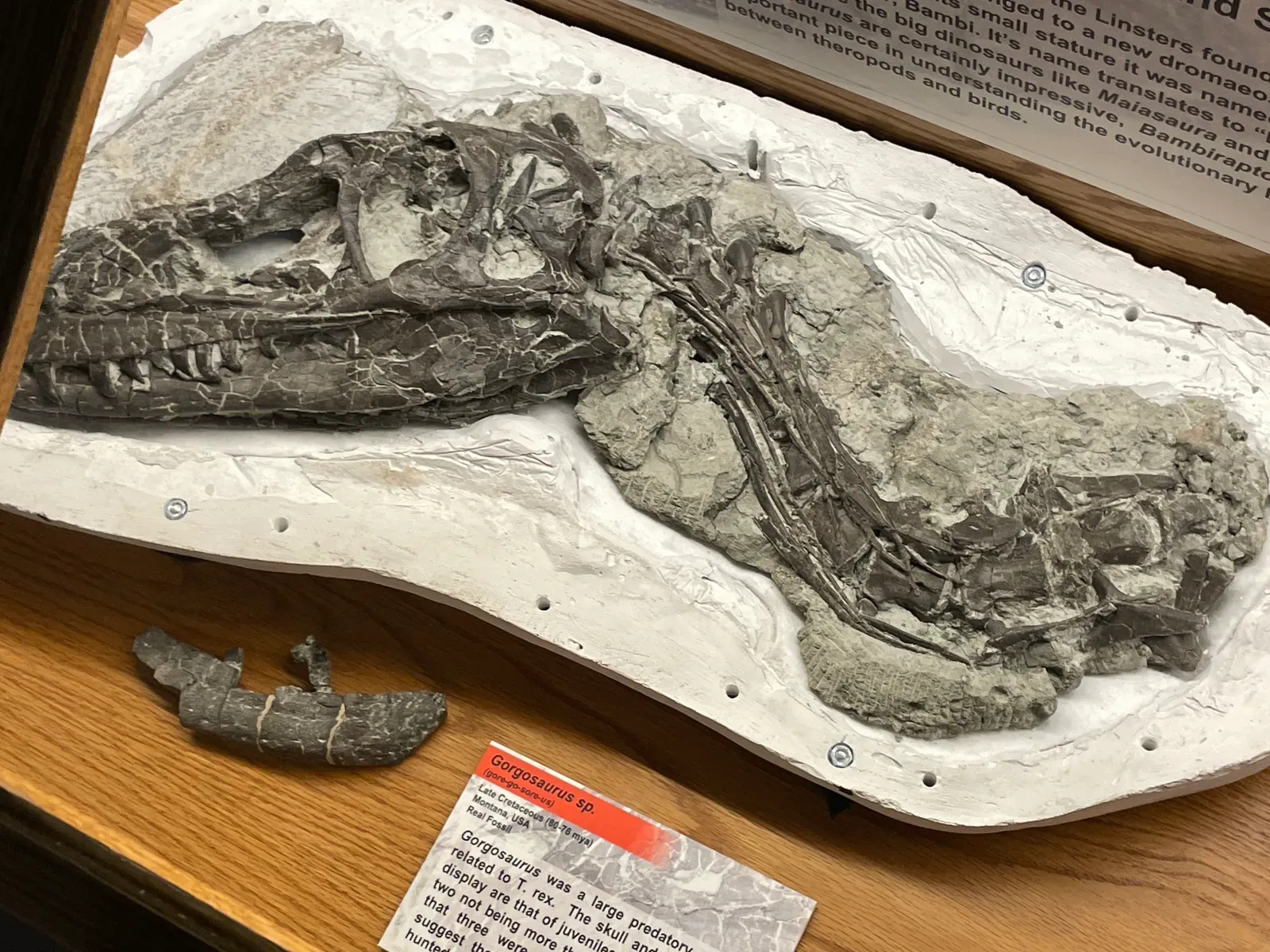 10. The Juvenile Tyrannosaurid Gorgosaurus and Ontogenetic Dietary Shifts (By CryolophosaurusEllioti, CC BY 4.0)