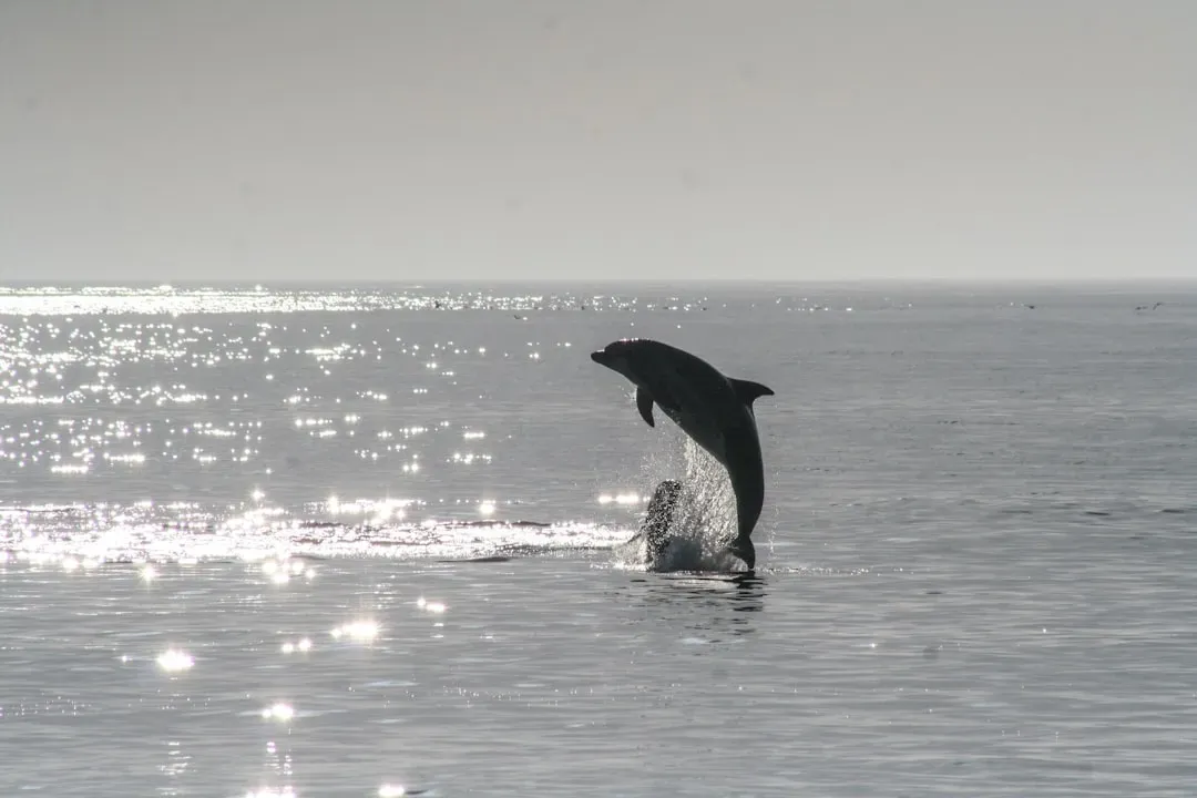 Pisces Moon – The Mystical Dolphin (Image Credits: Unsplash)