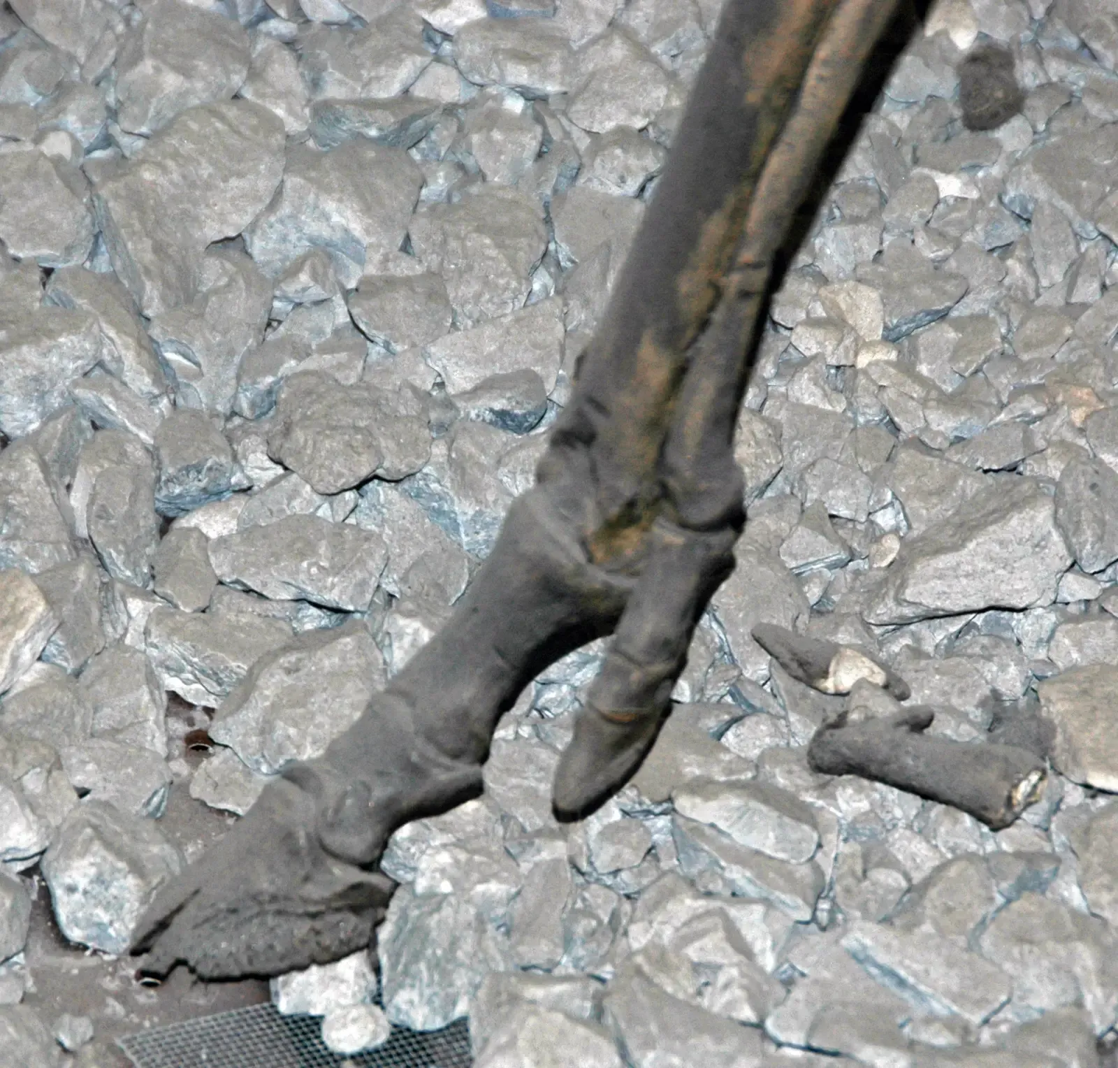 The Fossil Trail: Bones That Reveal a Lost Foot Design (Merychippus sp. (fossil horse) (Middle Miocene; Dawes County, Nebraska, USA) 3, CC BY 2.0)