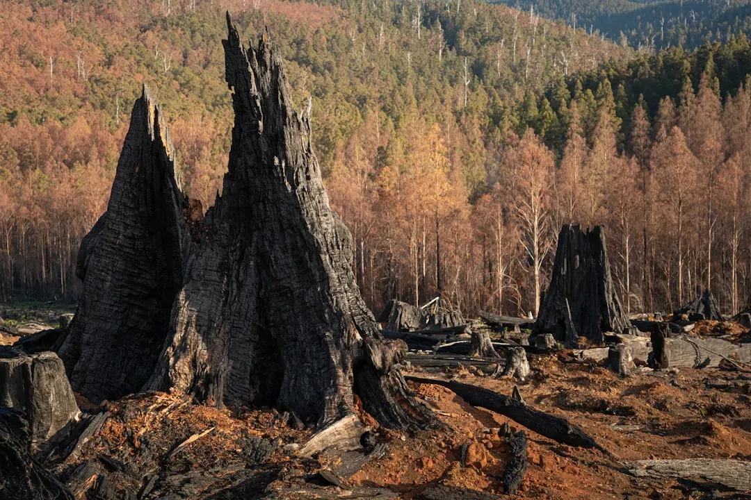 Why Saving Old Forests Is Ultimately About Values, Not Just Data (Image Credits: Unsplash)