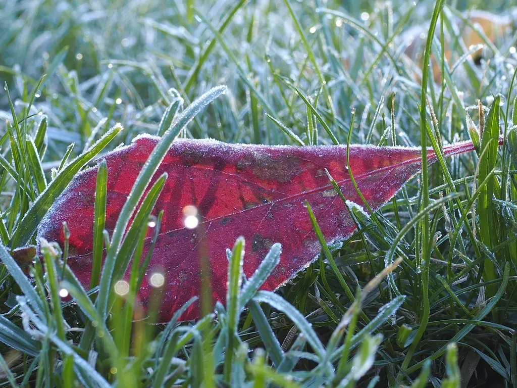 #5 Shaded Corners of Yards and Gardens (Lise1011, Flickr, CC BY 2.0)