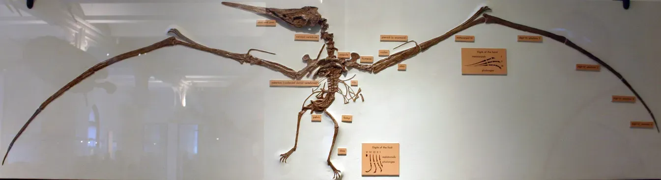#13 - The Flying Reptile's Pointless Antler (Nyctosaurus gracilisUploaded by FunkMonk, CC BY-SA 2.0)