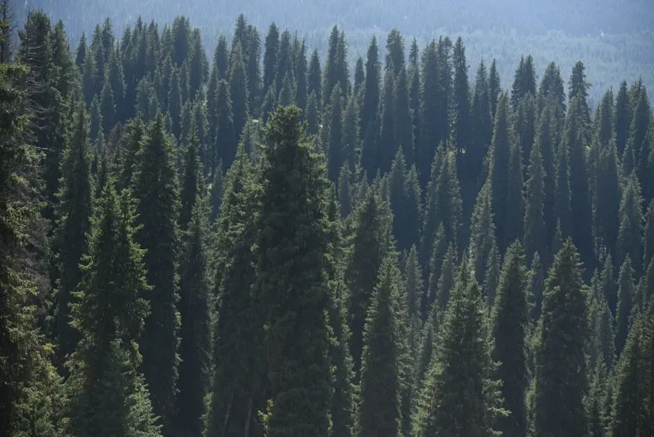 Conifers: The Towering Titans of Prehistoric Forests (Image Credits: Pexels)