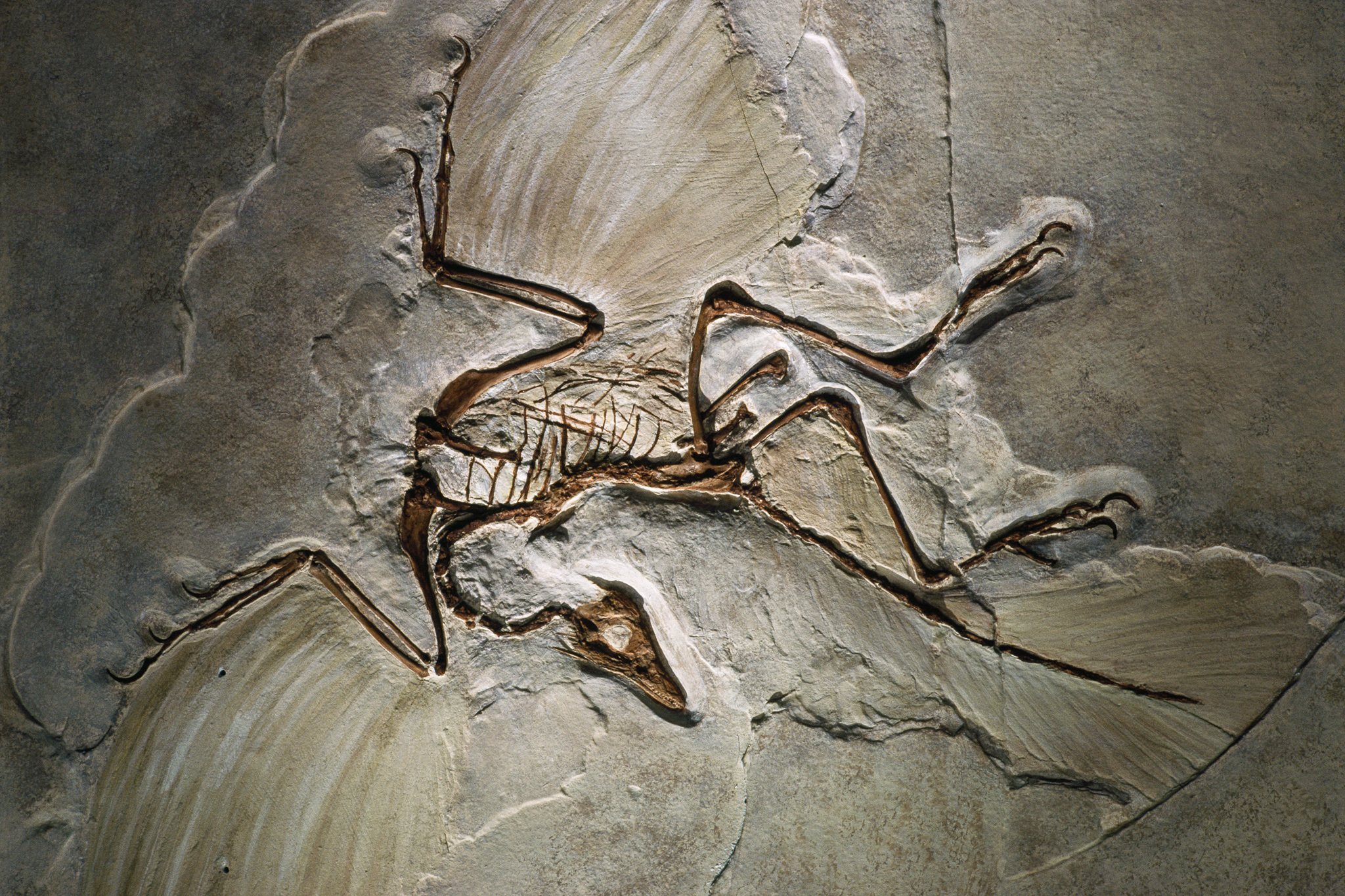 Archaeopteryx: The Missing Link Between Dinosaurs and Birds (Image Credits: Wikimedia)