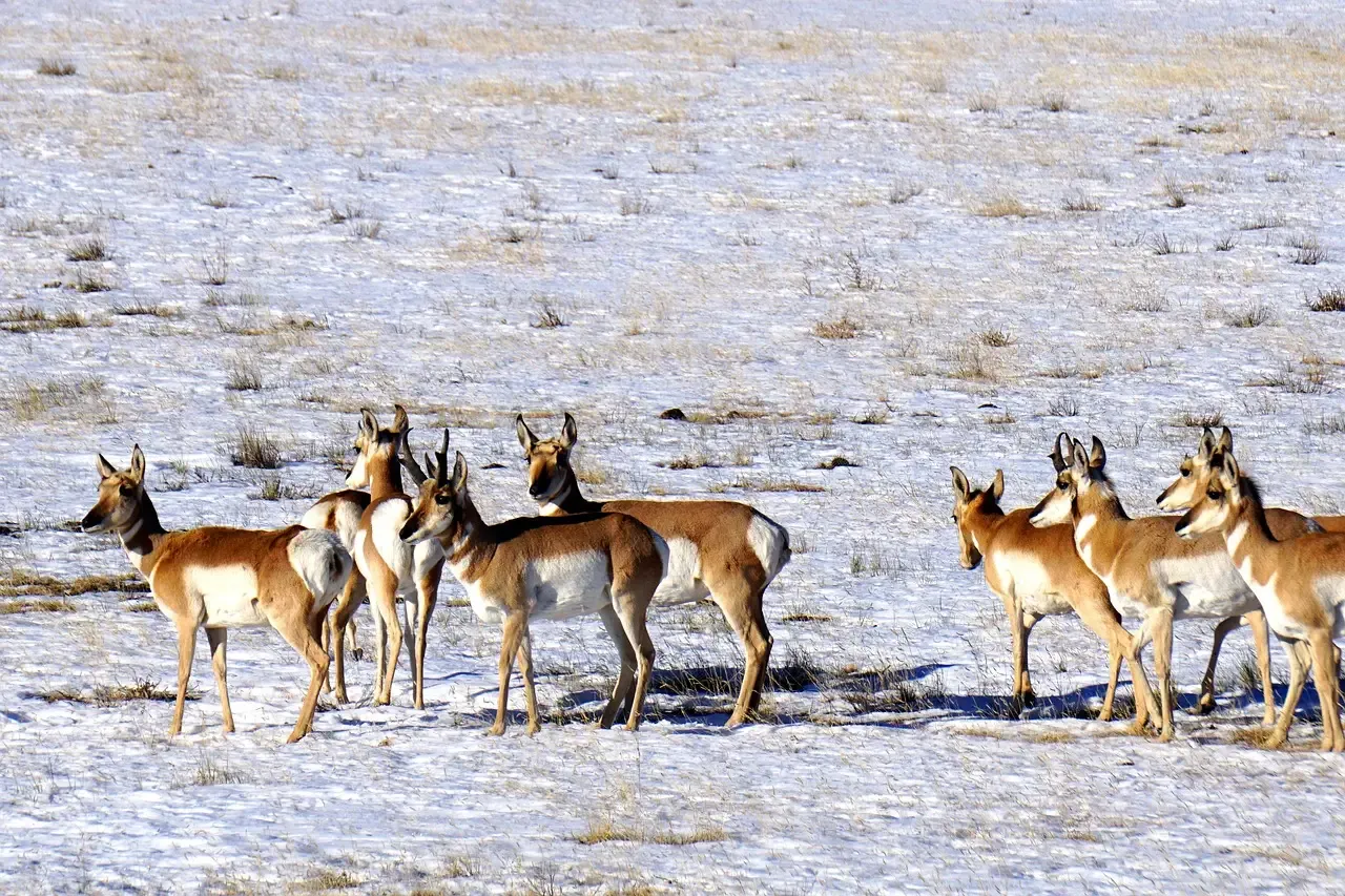 What Pronghorn Teach Us About Evolution, Time, and Our Role (Image Credits: Pixabay)