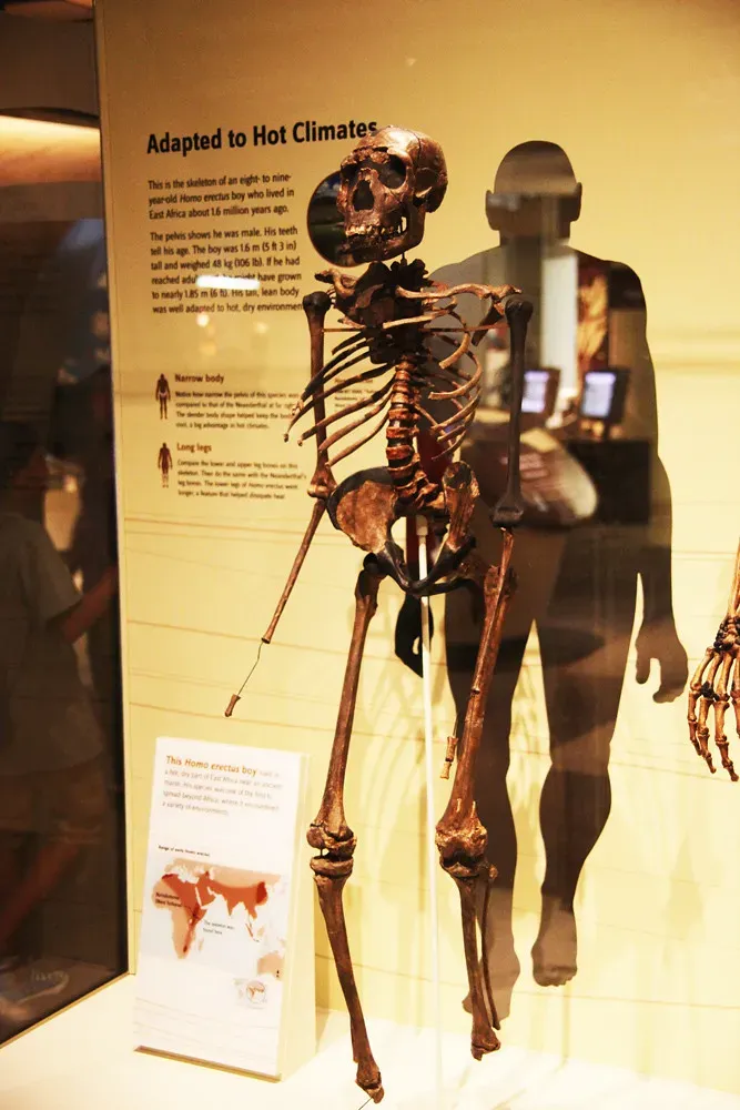 10. Homo Erectus in Ancient Desert Heat: An Early Human Story of Radical Endurance (Tim Evanson, Flickr, CC BY-SA 2.0)