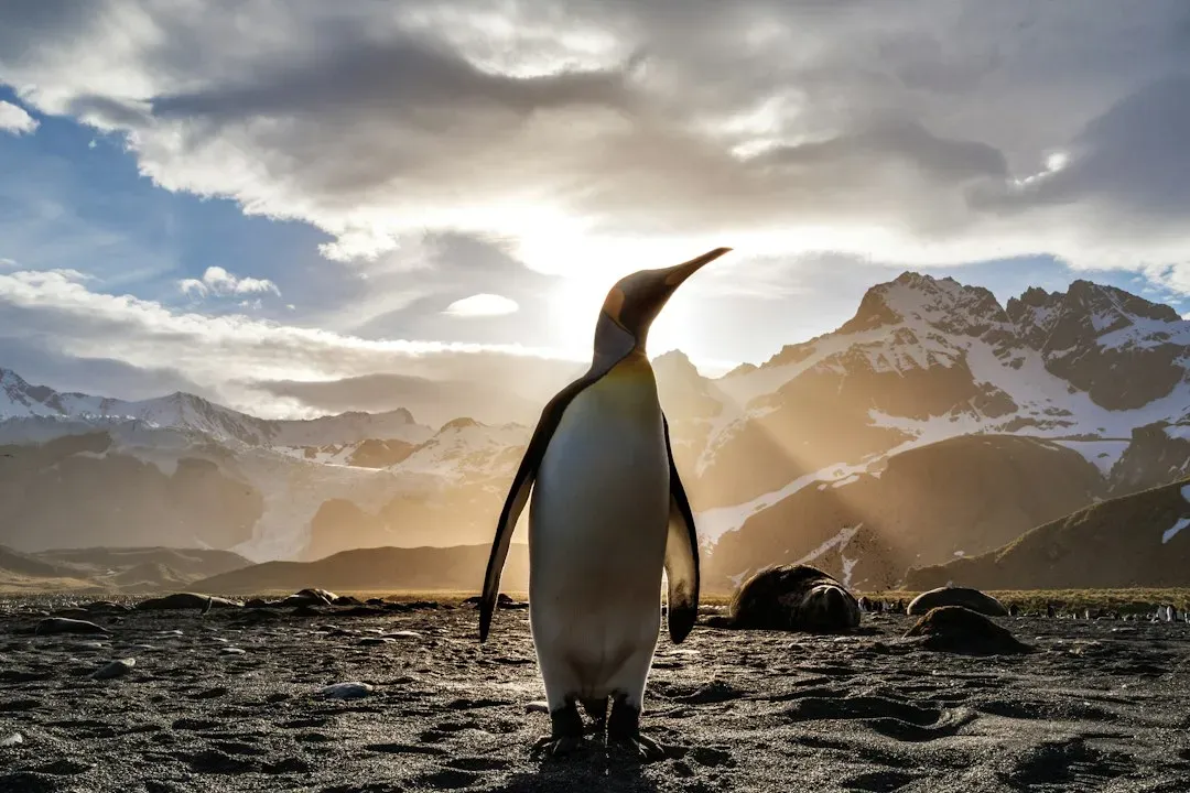 Conclusion: The Toughest Little Contradictions on the Planet (Image Credits: Unsplash)