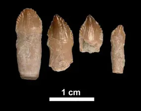The Triassic Southwest: Where It All Began (Image Credits: Wikimedia)