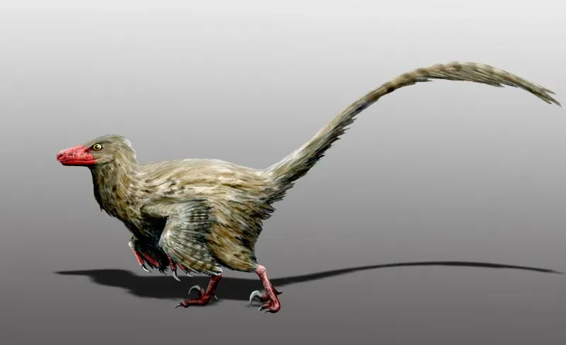 Hesperonychus: The Miniature Velociraptor That Hunted Canadian Forests (Image Credits: Wikimedia)