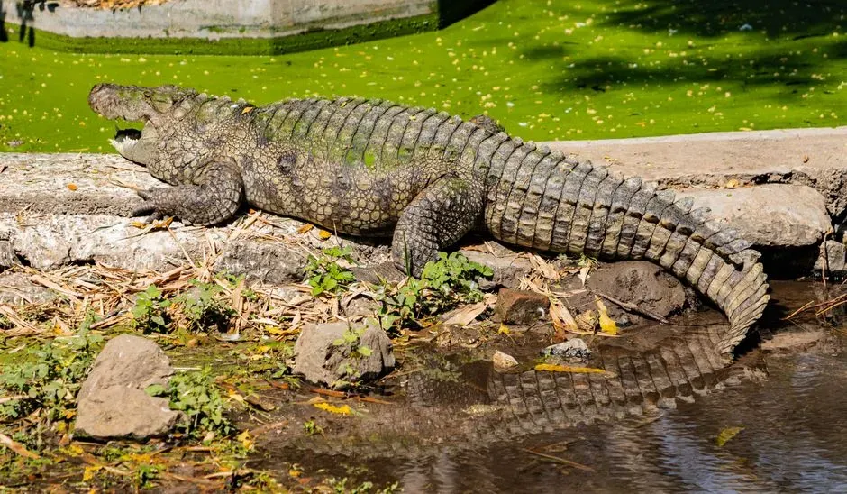 5. The “Living Dinosaur” Claims About Modern Reptiles (Image Credits: Pexels)