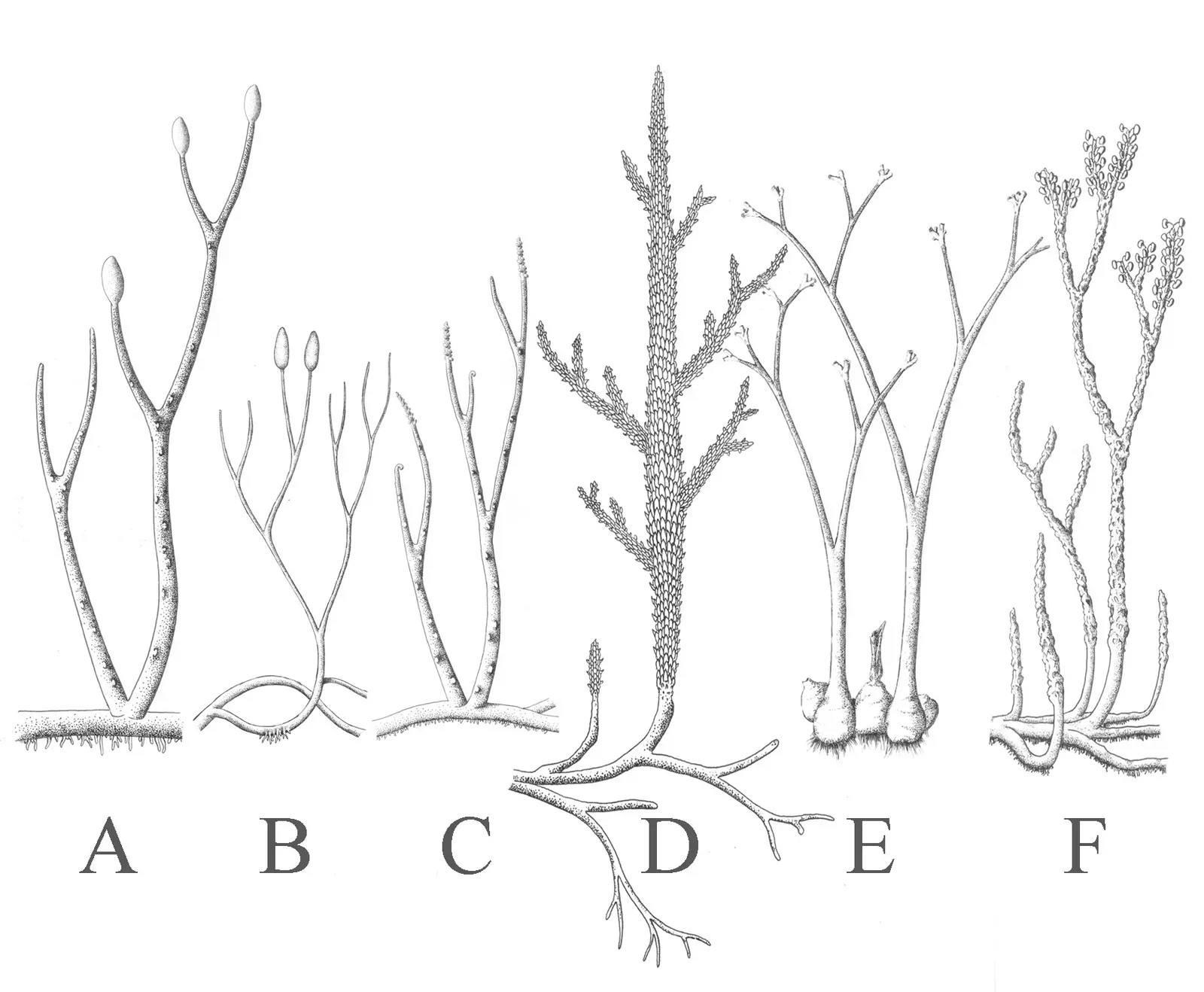 2. Rhynia and the First Vascular Networks (By Falconaumanni, CC BY-SA 3.0)
