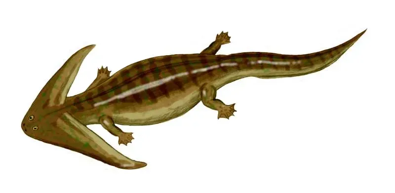 6. Diplocaulus: The Boomerang-Headed Amphibian of the Permian (Image Credits: Wikimedia)