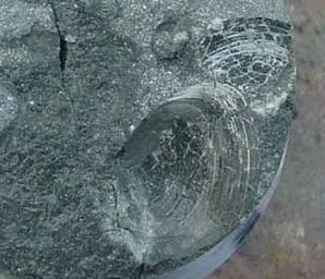 4. Molds and Casts: Nature's Sculptures (Image Credits: Wikimedia)