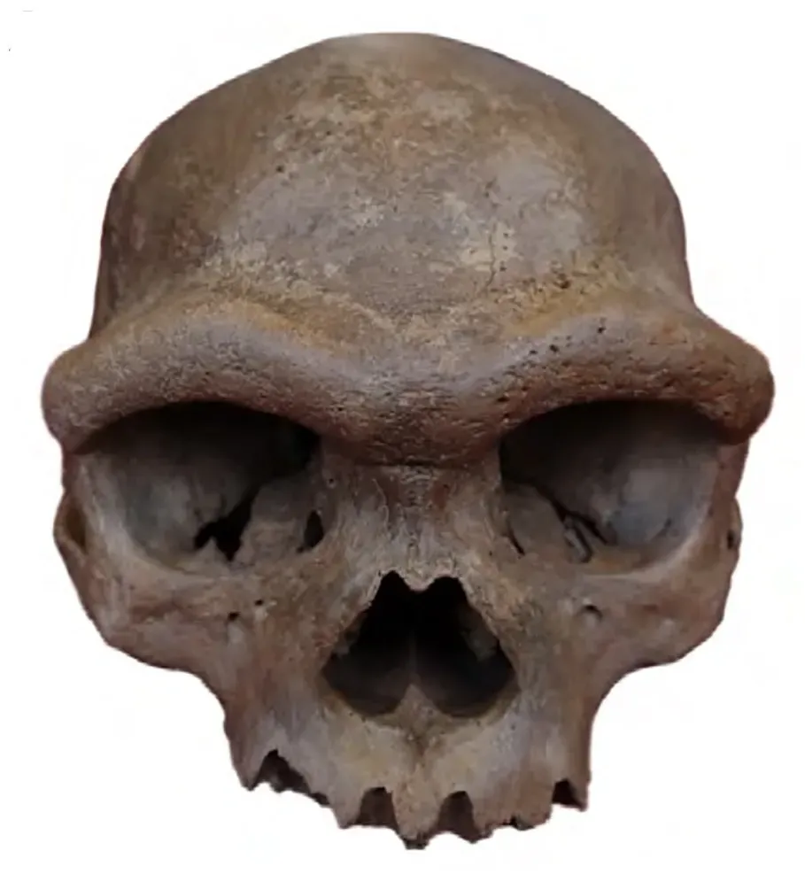 #2 - "Dragon Man": The Skull That Rewrote the Split Between Us and Neanderthals (By Fu et al. (2025), CC BY 4.0)