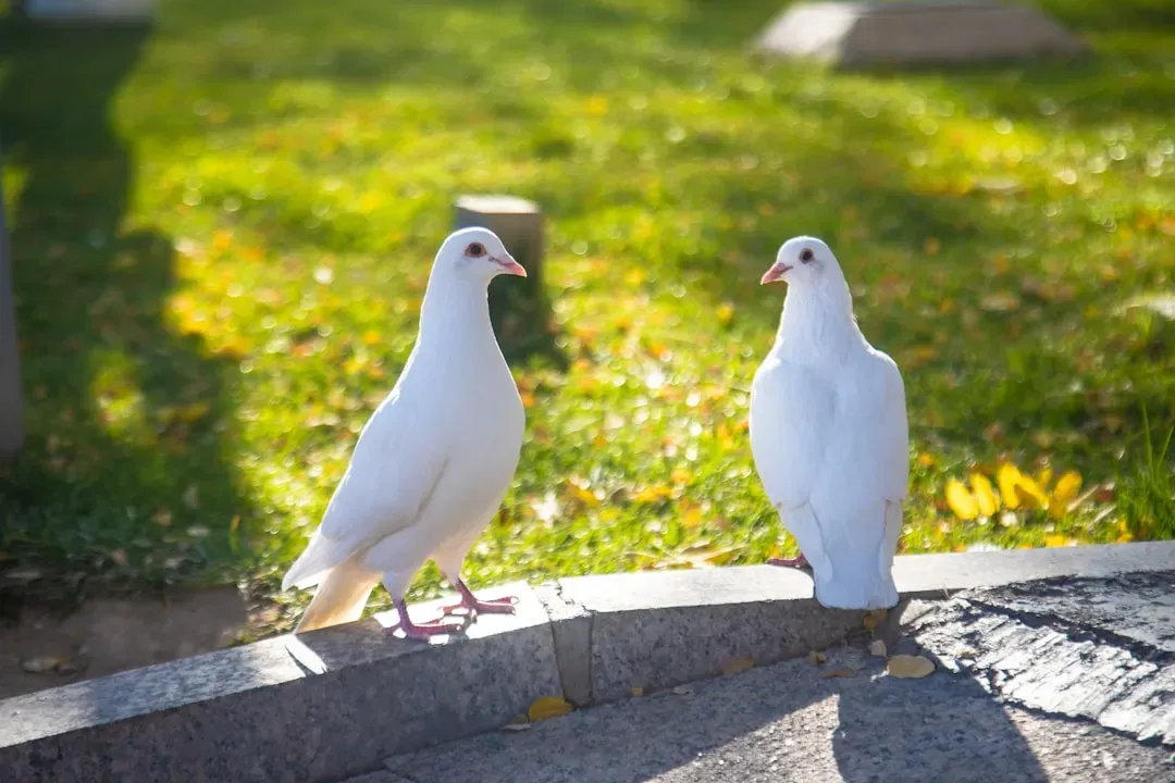Libra: The Dove – Harmonious, Sociable, and Choosing Peaceful Skies (Image Credits: Unsplash)