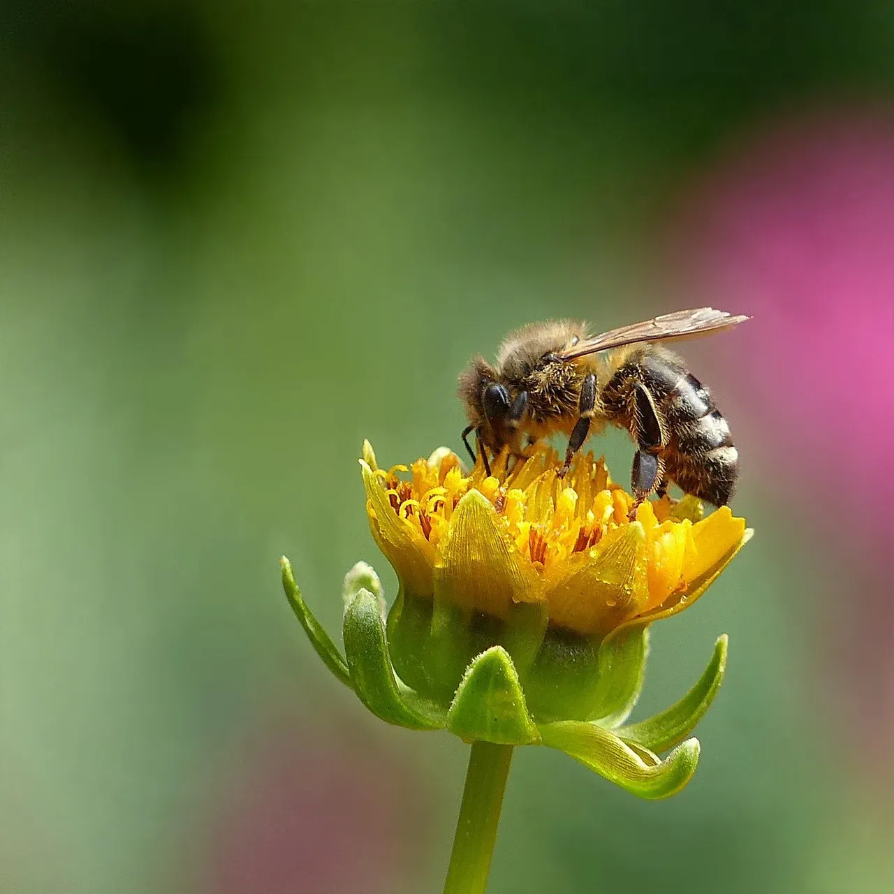 4. Watching Insects to Discover Honey, Carcasses, and Water (Image Credits: Pixabay)