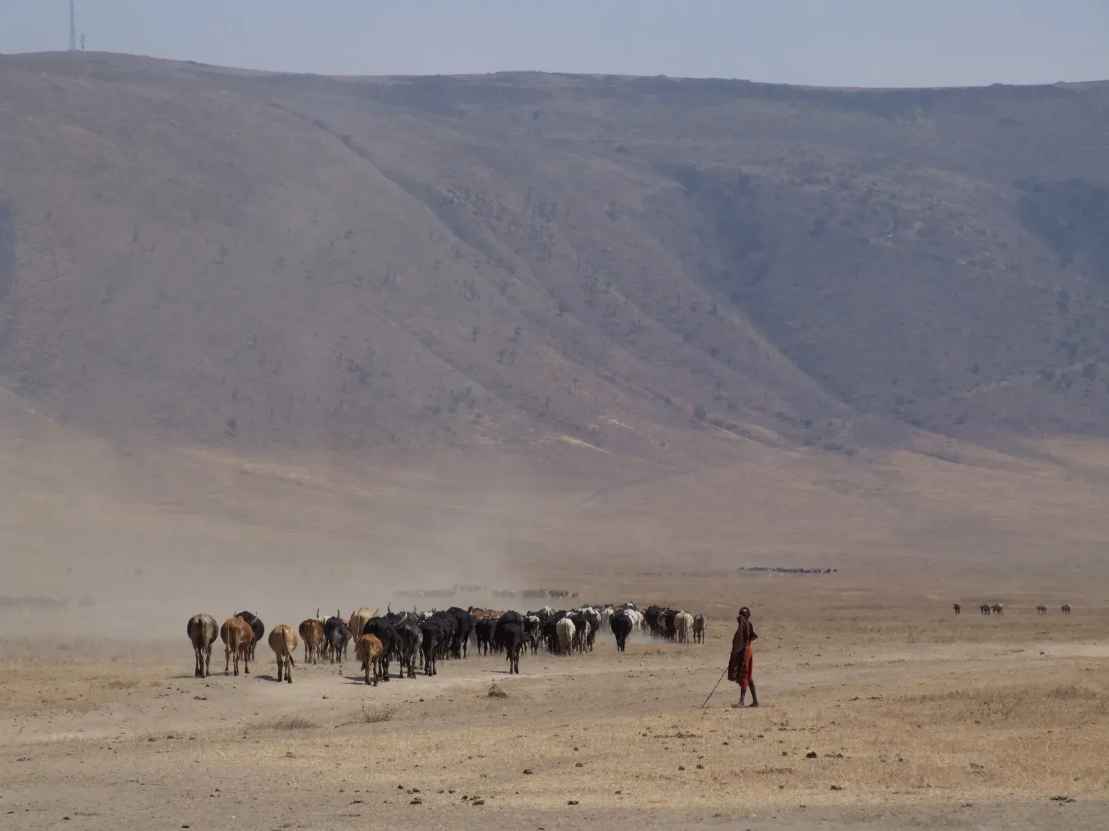 7. Movement of Cattle Follows Seasonal Grazing and Water Patterns (By Nicor, CC BY-SA 3.0)