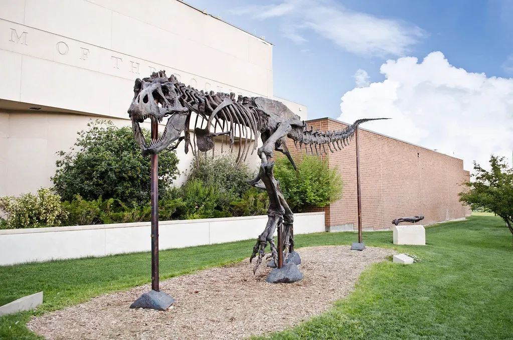 4. Montana's T. rex at the Museum of the Rockies, Bozeman, Montana (Tim Evanson, Flickr, CC BY-SA 2.0)