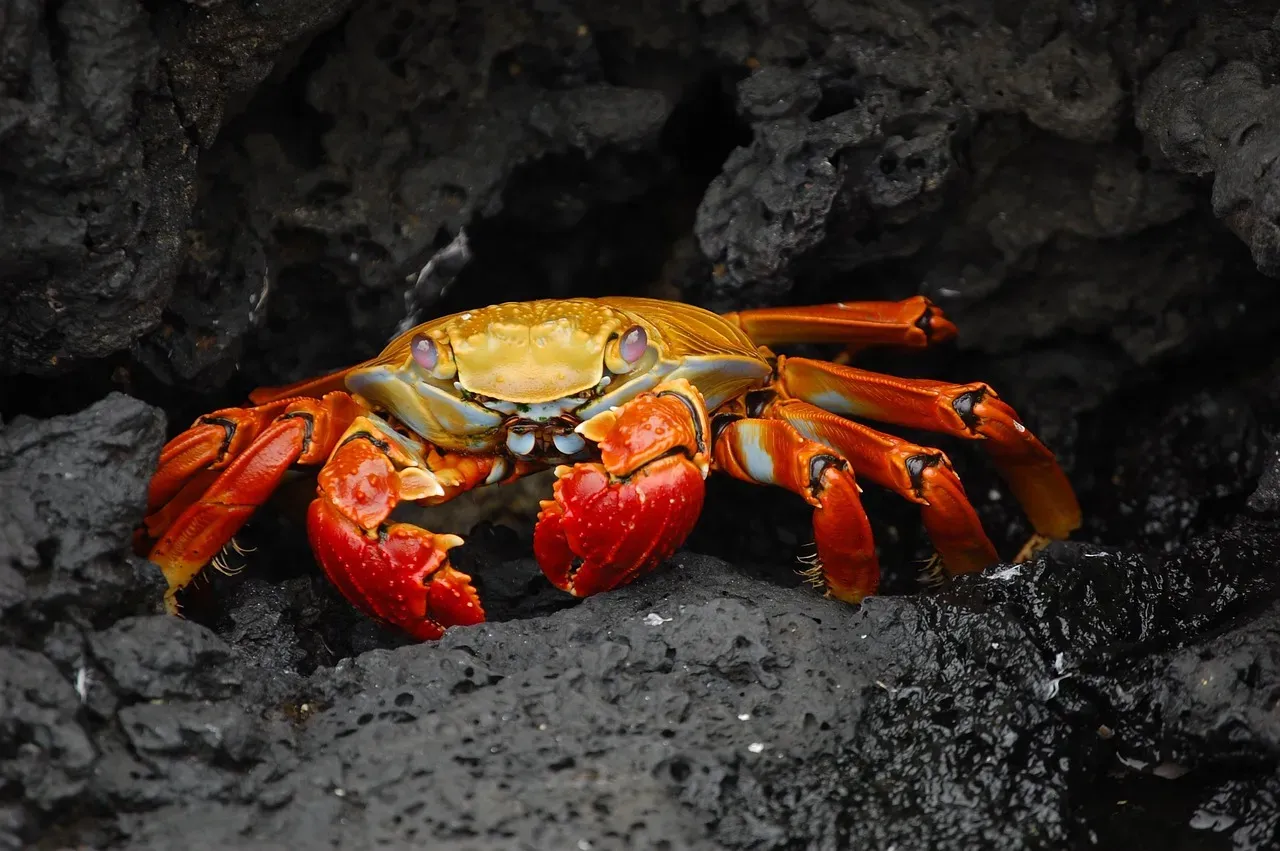 The Crab's Hard Shell Hides a Tender Heart (Image Credits: Pixabay)