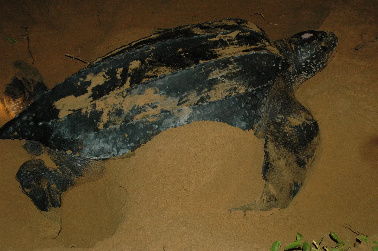 Cancer – The Leatherback Turtle: Soft Heart, Armored Shell (By Coalición Pro CEN, CC BY-SA 3.0)