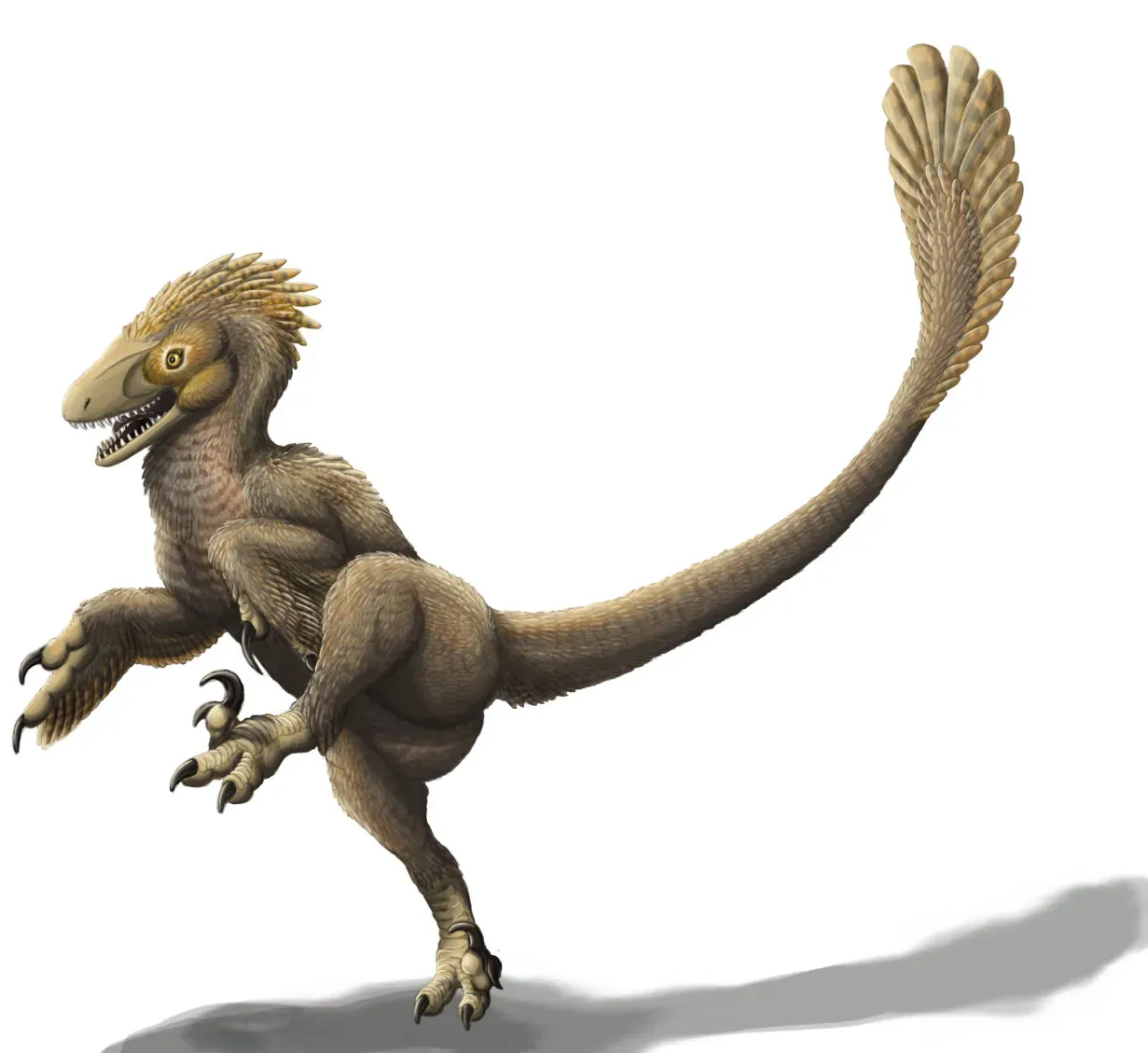 Balaur Bondoc: Romania's Stocky Dragon (Image Credits: Wikimedia)