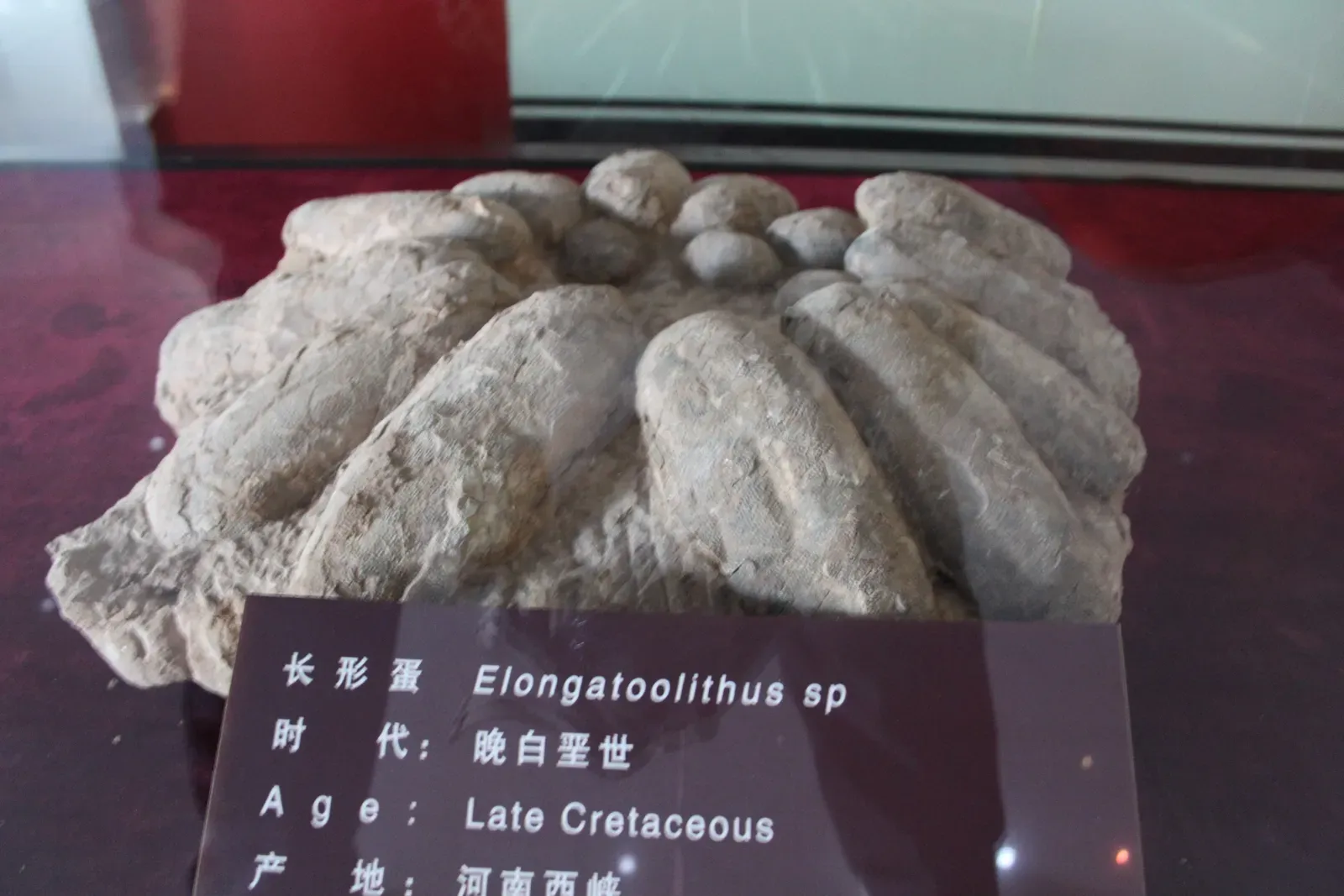 Variations in Egg and Nest Architecture (Image Credits: Wikimedia)