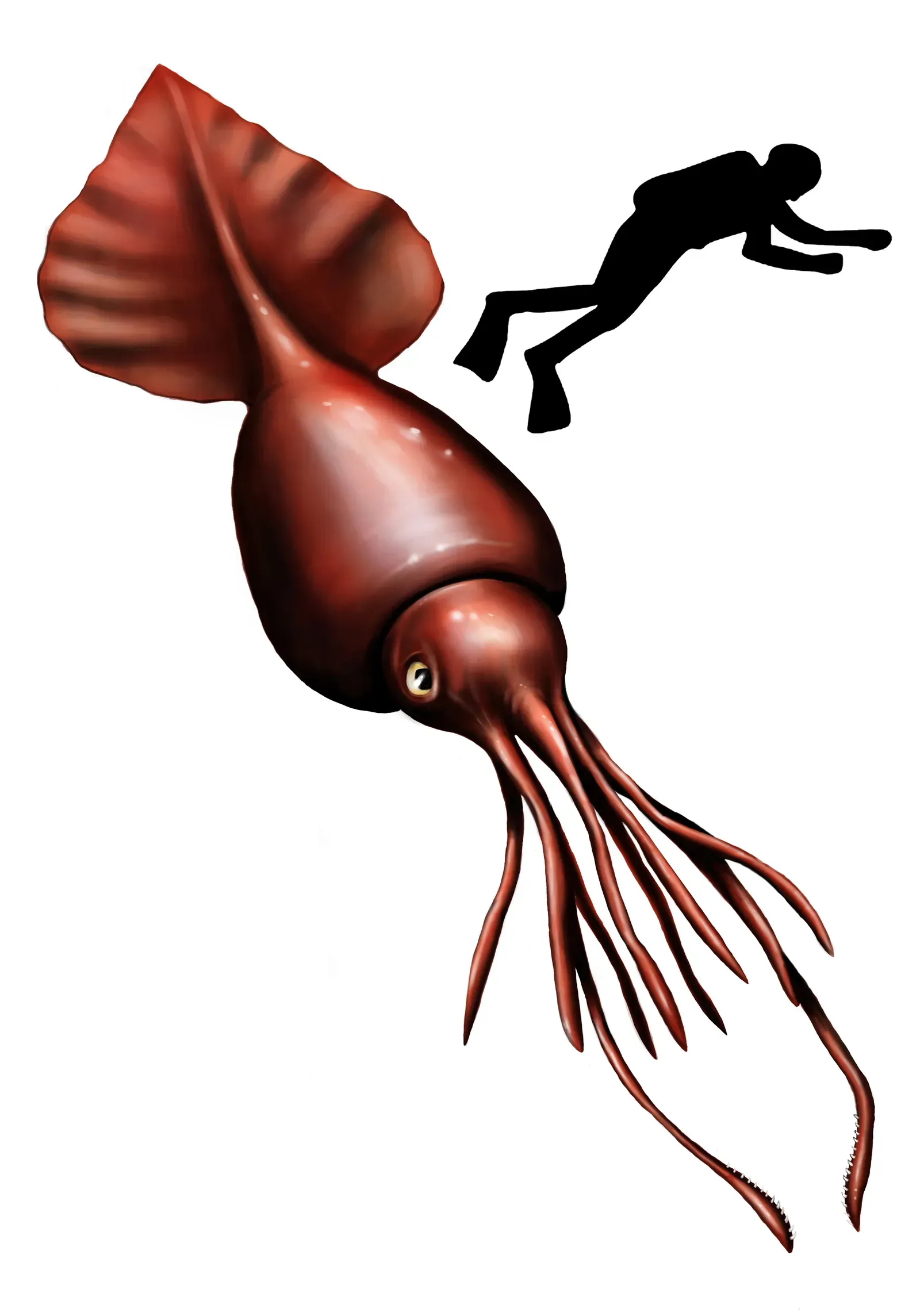 #6 - The Colossal Squid With Eyes the Size of Dinner Plates (By This illustration was made by Citron
You must credit this : Citron / CC-BY-SA-3.0, CC BY 3.0)