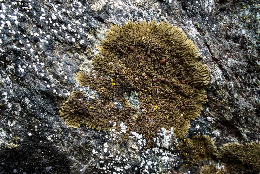 The First Land Plants: Life's Most Daring Pioneers (Image Credits: Unsplash)