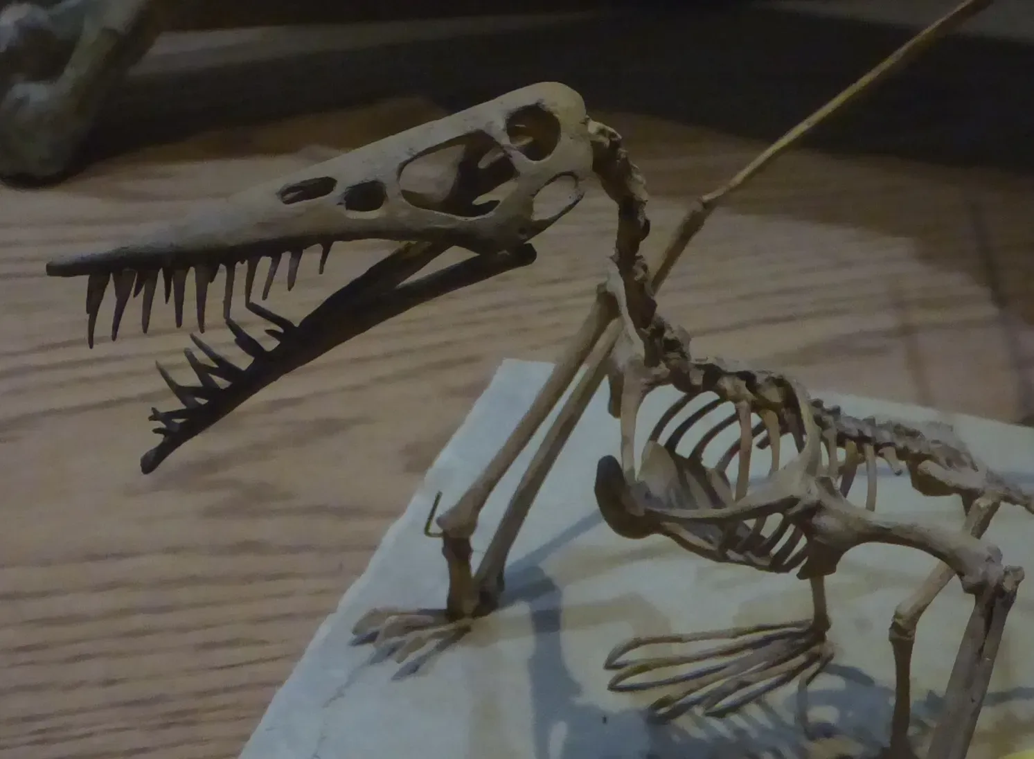 Small Pterosaur Species: The Agile Hunters (Image Credits: Wikimedia)