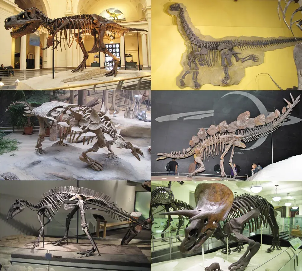 10. Evolutionary Flexibility and Wide Ecological Spread (By Christophe Hendrickx, CC BY-SA 3.0)