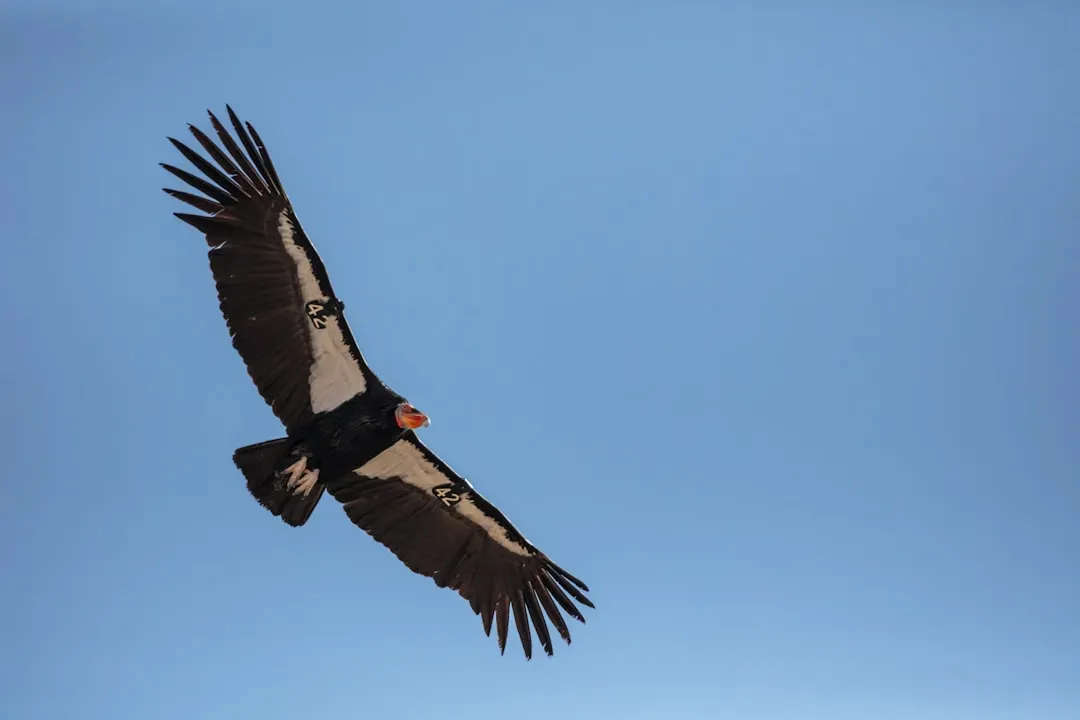 Vultures and Condors: Soaring Relics of Ancient Skies (Image Credits: Unsplash)