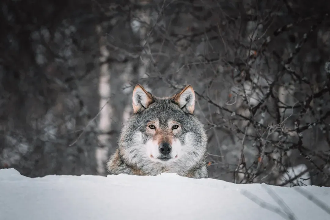 1. Wolves Were Naturally Curious About Us (Image Credits: Unsplash)