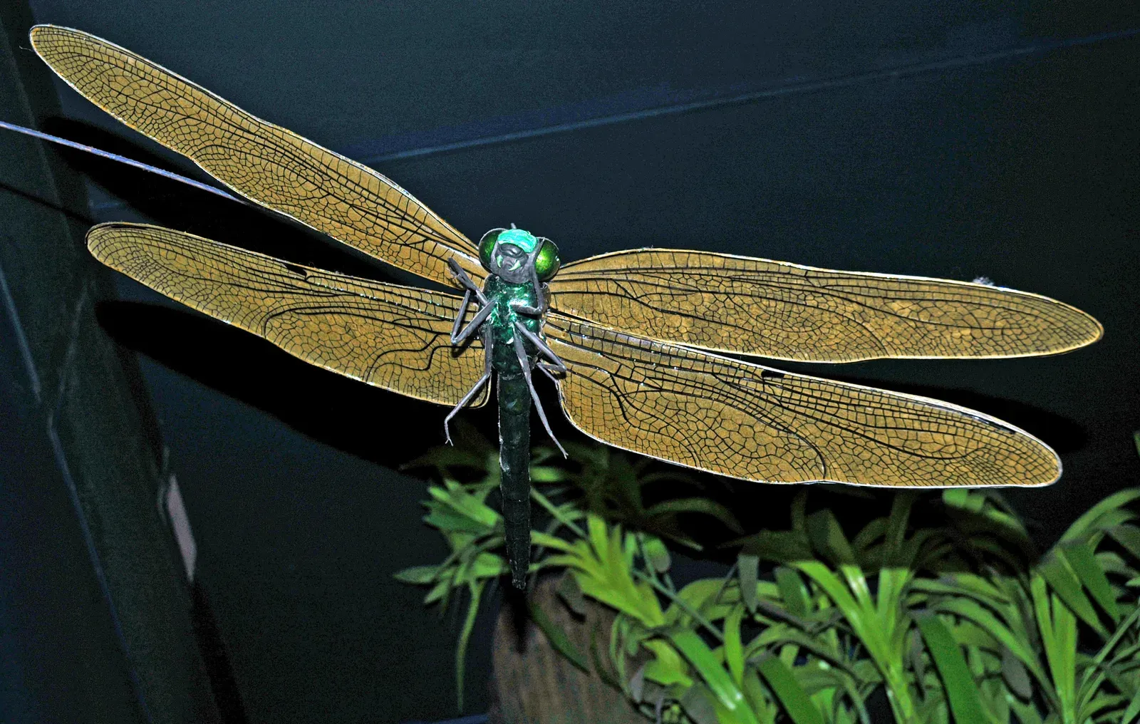 Meganeura: The Original Sky Ruler (Image Credits: Wikimedia)