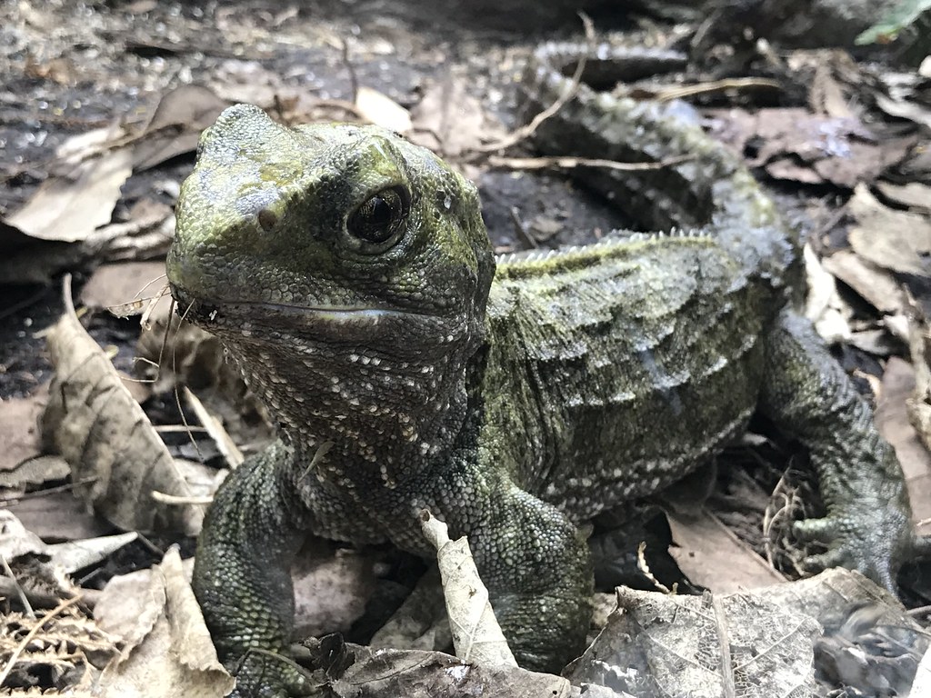 Tuatara Lizards: New Zealand's Living Dinosaur Relatives (Image Credits: Flickr)