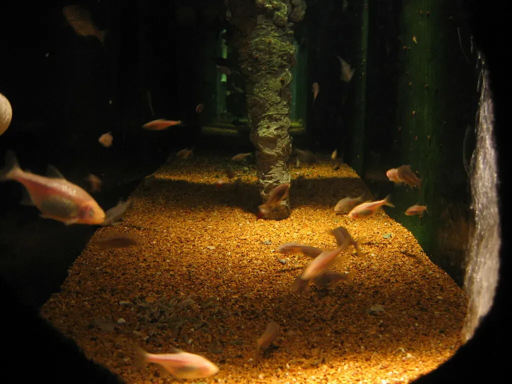 Conclusion: what repeated eye loss really says about evolution (skpy, Flickr, CC BY-SA 2.0)