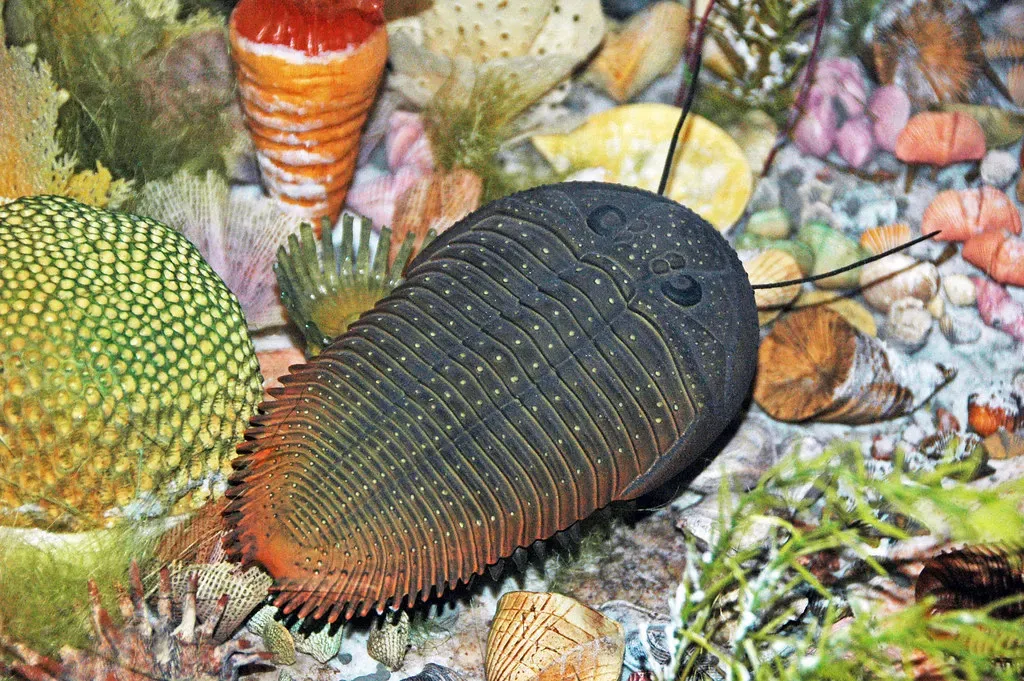 6. Trilobites: The Ancient Seafloor Ghosts (James St. John, Flickr, CC BY 2.0)