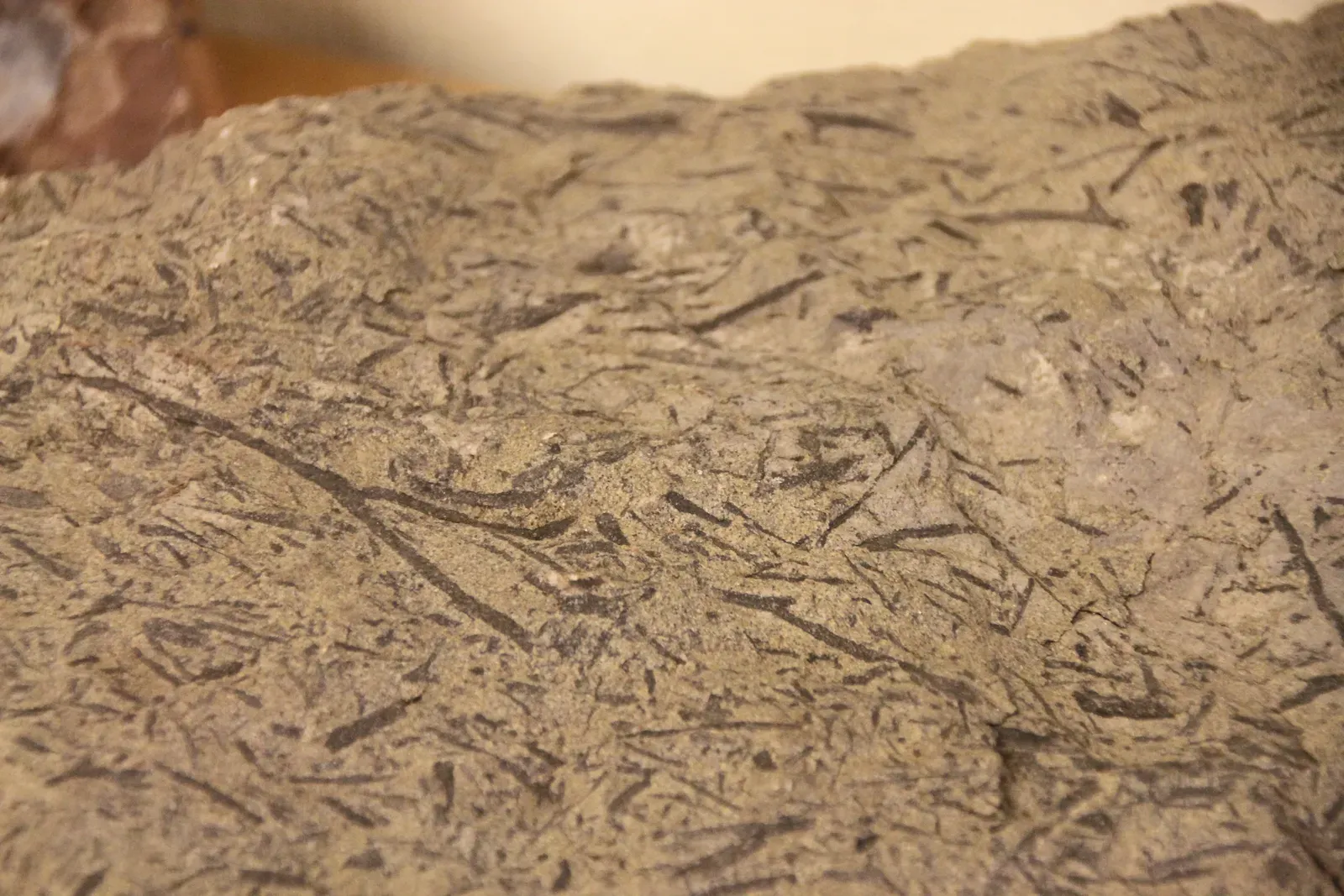 The Ordovician and Silurian: Earth's Green Dawn (Image Credits: Wikimedia)