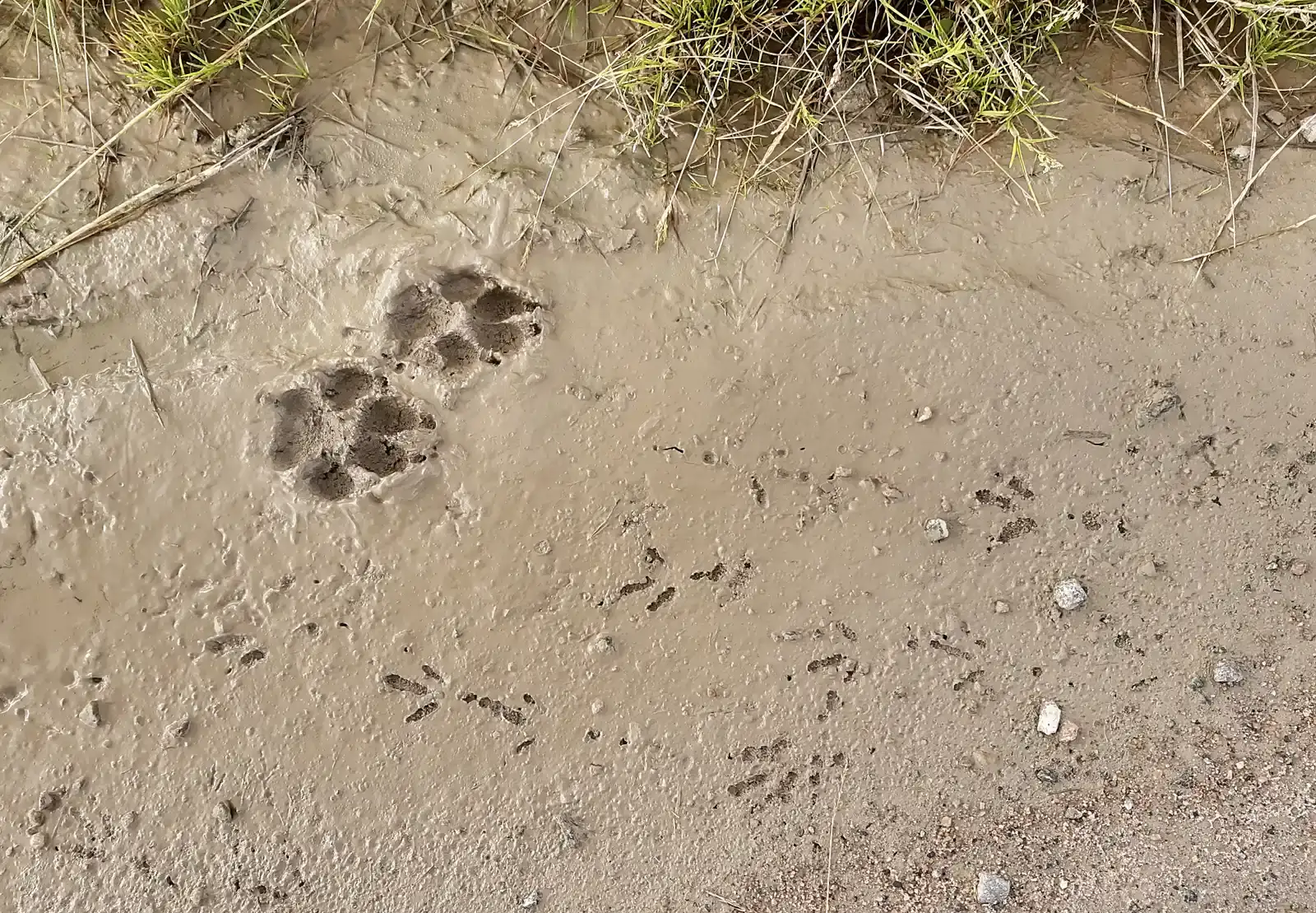 #2 - They Could Predict an Animal's Next Move Before It Made It (By Goran tek-en, CC BY-SA 4.0)