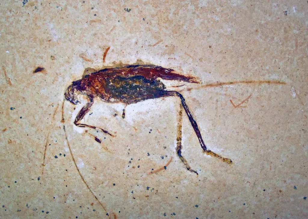 7. Early Orthopterans – The Ancestral Hoppers Before Chirping Crickets (James St. John, Flickr, CC BY 2.0)