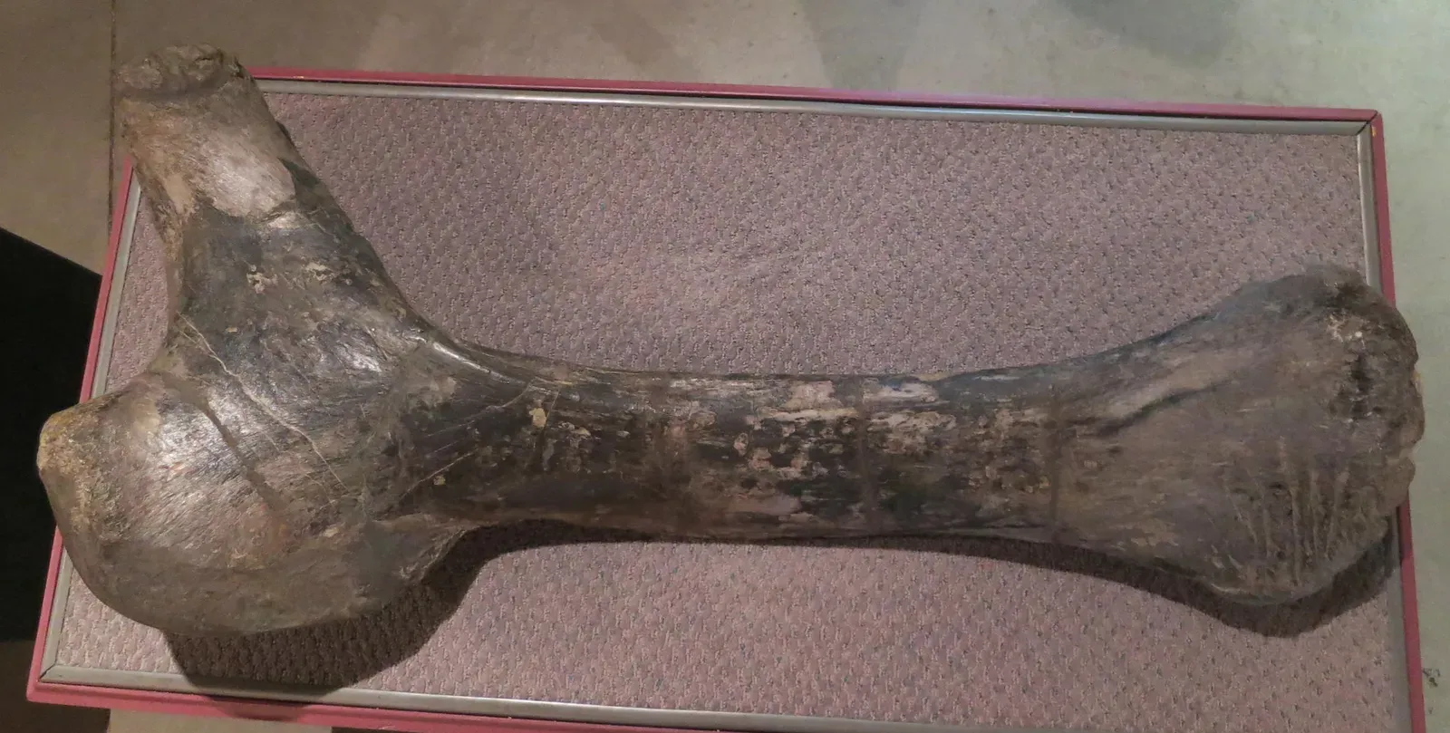 Bite Marks on Fossilized Bones (Image Credits: Wikimedia)