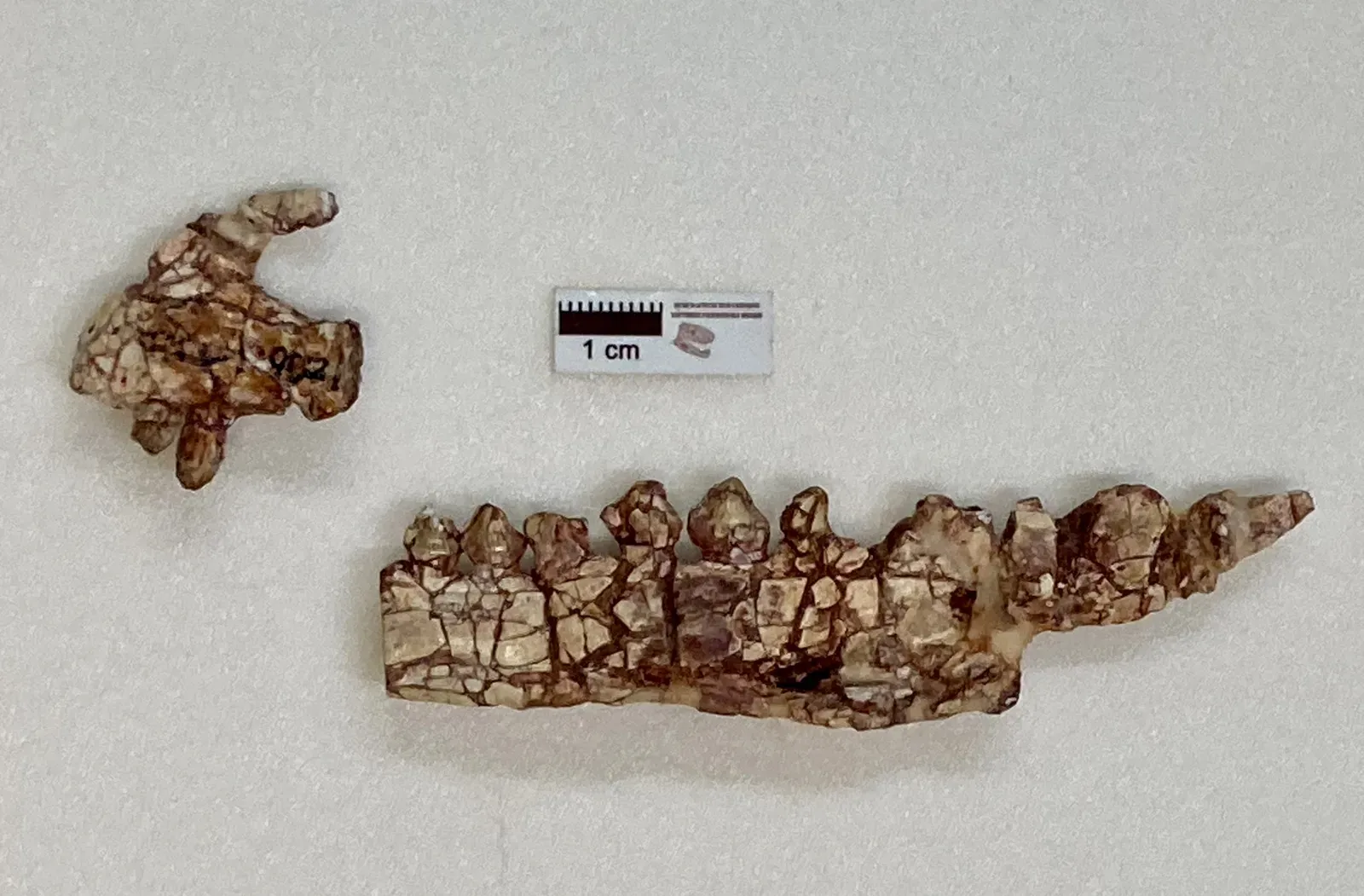 The Techno Lizard That Time Forgot (Image Credits: Wikimedia)