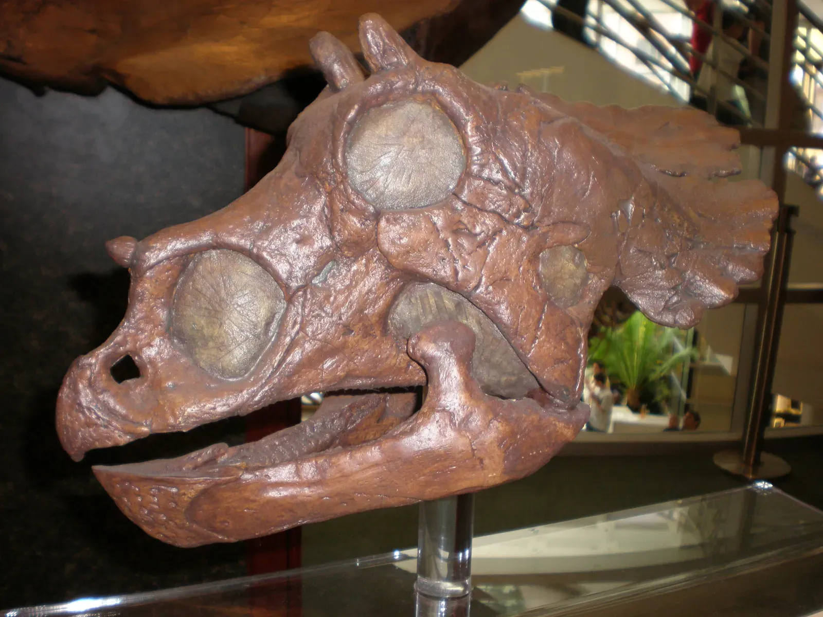 Those “Baby Triceratops” Skulls Changed Everything About Growth (By BrokenSphere, CC BY 3.0)