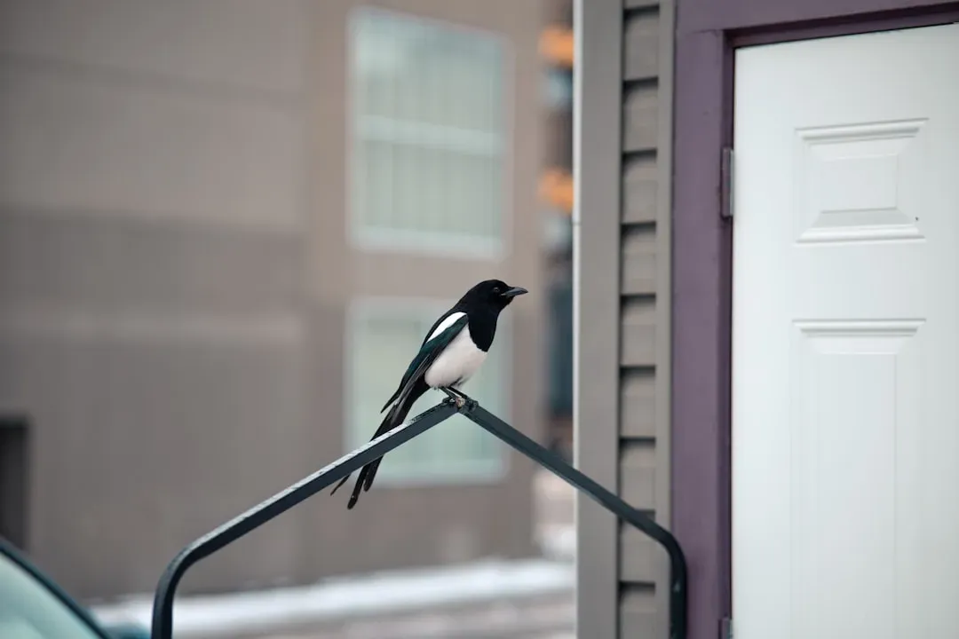 The Tiny-Brained Magpie That Crashed the Self-Awareness Club (Image Credits: Unsplash)
