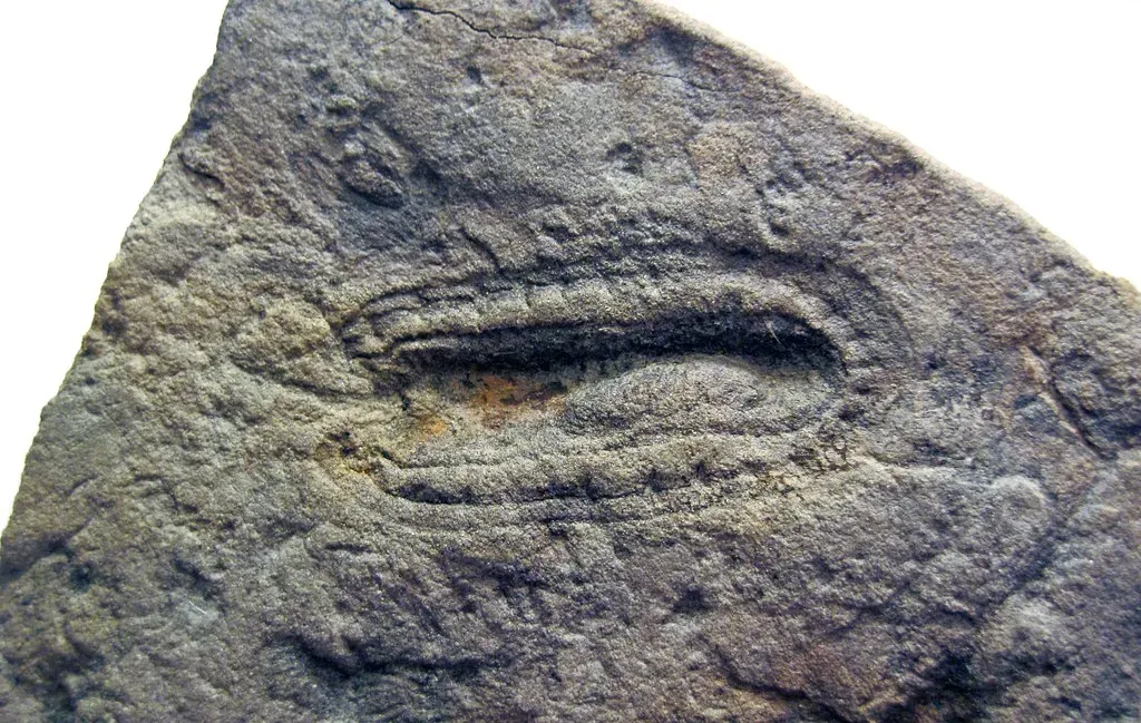 Multicellular Experiments: Soft-Bodied Life Before Shells (James St. John, Flickr, CC BY 2.0)